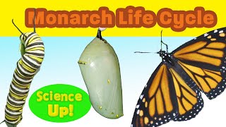 The Amazing Monarch Life Cyclenarrated for elementary science lessons [upl. by Mij]