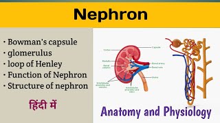 Nephron Anatomy and Physiology In Hindi  Structure and Function of Nephron  Glomerulus [upl. by Aihsein350]