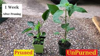 Pruned Vs UnPruned Pepper Plant [upl. by Sidra]