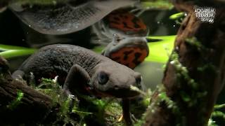 Cynops Orientalis HD movie 21  Alongside the water surface  Paludarium [upl. by Iggep15]