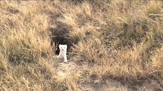 Prairie Longtailed Weasel in Saskatchewan [upl. by Issirk]