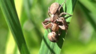 Mating Crab Spiders Thomisidae Xysticus in Romantic Embrace [upl. by Swisher129]