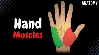 Muscles of the Hand Division Origin Insertion Functions [upl. by Ilana52]