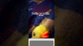 Pollin es pollin [upl. by Ydisahc]