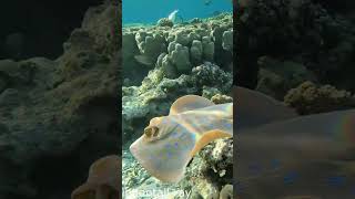 Odd yellowish eyes on Bluespotted ribbontail ray RedSeaBit [upl. by Hake326]