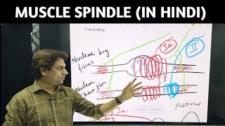 Muscle spindle In Hindi musclespindle physiology mbbs nervoussystem neurology Doctors Corner [upl. by Sigismondo]