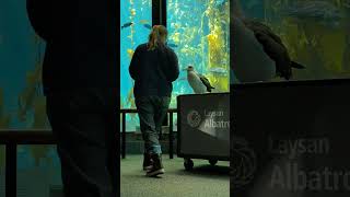 Makana the Laysan Albatross at Monterey Bay Aquarium April 2024 [upl. by Sekyere]