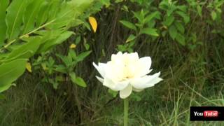 Amazing Guyana FlowersWaltz of the FlowersPyoir Tchaikovsky [upl. by Rolfston440]