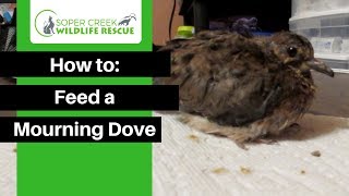 How to Feeding a Mourning Dove [upl. by Isus]