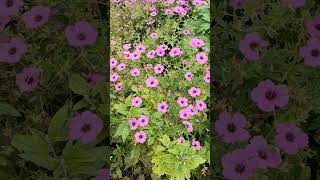 Scampston Walled Garden Perennials  Hardy Plants for Late Summer  Piet Oudolf Designed Garden [upl. by Afital887]