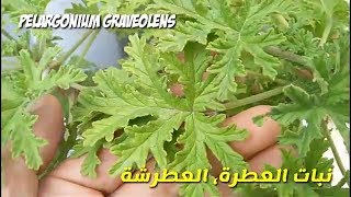 زراعة و تكاثر نبات العطر، العطرة، عطرشة و فوائد العطرية Pelargonium graveolens [upl. by Jenilee]