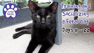 Training And Socializing A Feral Cat  Part 2  Days 11  22  Cat Video Compilation [upl. by Comras]