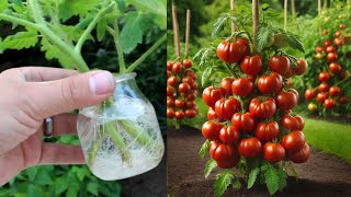 tomato grafting Idea [upl. by Launam627]