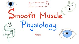 Smooth Muscles Physiology and Myosinlight Chain Kinase Phosphatase  Physiology Lectures [upl. by Aivatahs]