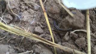 ASRM Clearing Catch find Dung Beetle  Millipedes Worm insects ASRM Super insects Millipedes003 [upl. by Den566]