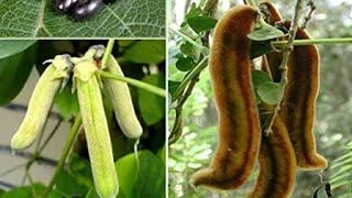 How To Grow Velvet Beans  Mucuna From Seeds Kaunch Ky Beej Herbal Plant [upl. by Abocaj]