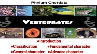 General character and classification of phylum chordata  Detailed lecture  Zoology  Graduation [upl. by Yelad]