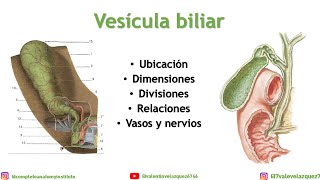 ANATOMÍA DE LA VESÍCULA BILIAR  Situación relaciones constitución anatómica vasos nervios [upl. by Enitsirc]