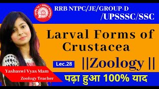 Lecture 28  Larval Forms Of Crustacea  Zoology  By Yashaswi Vyas Mam [upl. by Meara18]