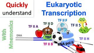 Eukaryotic Transcription [upl. by Hanid]