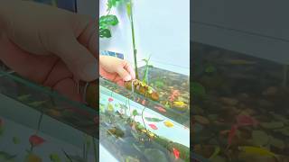 Ginger Fish Tank Trick for Healthy Fish [upl. by Onyx]