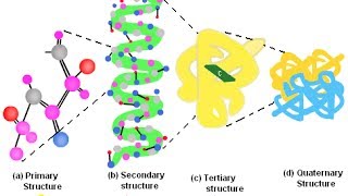 Bioinformatics practical 7 Secondary structure prediction of proteins using SIB [upl. by Xuaeb]