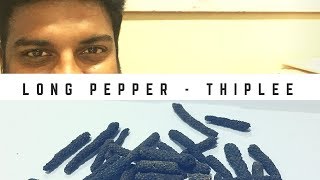 LONG PEPPER  THIPLEE  BENEFITS AND USES [upl. by Analiese180]