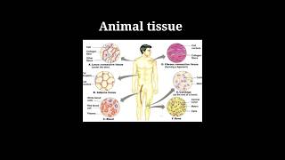 Epithelial tissue  types and functions  class 9  padhaicom shorts [upl. by Ezechiel]