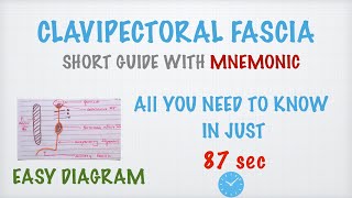 Clavipectoral Fascia  Mnemonic  MBBS [upl. by Nalek234]