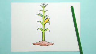 Drawing Corn Plant [upl. by Othe]