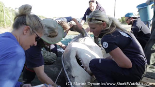 Orcas hunt Great White Sharks in Gansbaai South Africa [upl. by Raffaj]