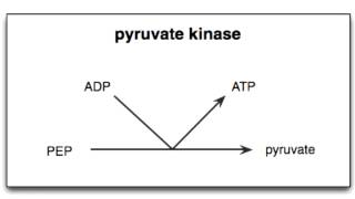 Pyruvate Kinase Deficiency amp Hemoglobin C Defect [upl. by Kerman]