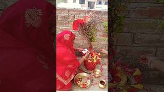 Tulsi puja 🙏🏻tulsivivah tulsi song shortvideo youtubeshorts [upl. by Mike643]