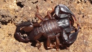 Euscorpius sp  Scorpion  Skorpion [upl. by Tadich]