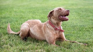 Chesapeake Bay Retrievers Protecting Wetlands amp Preserving History [upl. by Partridge]