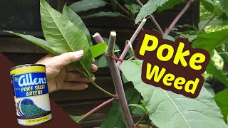 Pokeweed  One of my favorite wild greens of summer Top 3 [upl. by Llednor779]