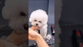 Bichon Frisé grooming styles  before and after [upl. by Waltner759]