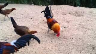 Feeding time American game fowl [upl. by Flore521]