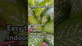 Dieffenbachia Plant care tips houseplant beautifulleaves Rajshreecreation2024 [upl. by Raney717]