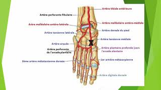 Sténose artérielle échographie de lartère pédieuse [upl. by Sillig]