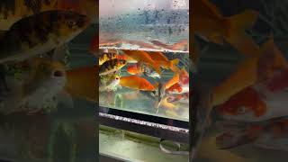 Something Fishy ytshorts yotubeshort fish pets aquariumfish [upl. by Ahsimac]