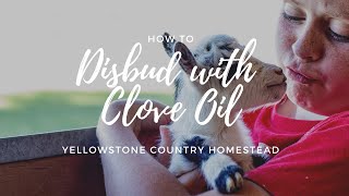 Disbudding your goat with clove oil [upl. by Slen]