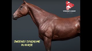 Sweeney Syndrome in Horse [upl. by Esther955]