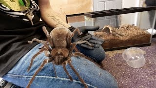 DANGER HANDLING THE LARGEST SPIDER IN THE WORLD  BRIAN BARCZYK [upl. by Hennessy89]