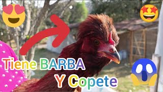 Nuevas GALLINAS coloradas COPETONAS y una con barba se unen al gallinero ya ponen huevitos [upl. by Fineberg]