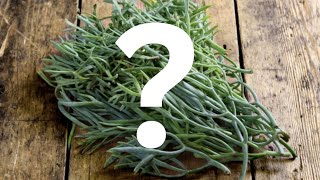 What is Samphire [upl. by Dylan]