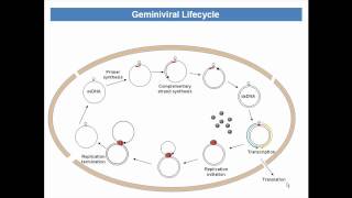 Life cycle of Geminiviruses [upl. by Ahsennod]