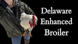 Delawares My Complaint and final weigh in chickens delaware homestead [upl. by Nomolas]