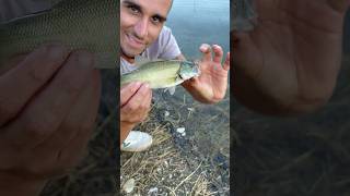 Black bass a Corbara 😍 bass bassfishing fishing fish lake [upl. by Seavir798]