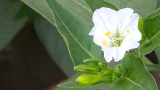 How to Grow White Mirabilis Jalapa From Seed  How Do You Start 4 O Clocks From Seed  Complete Vid [upl. by Ehr]